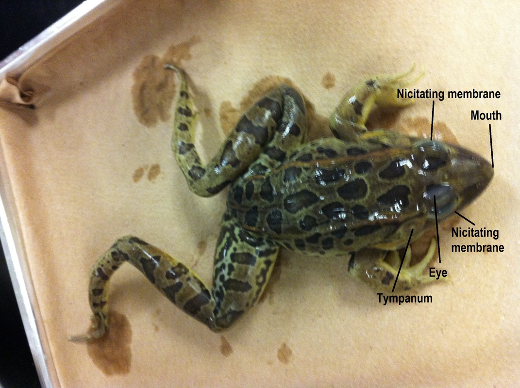 What is the pattern of blood circulation through a frog?