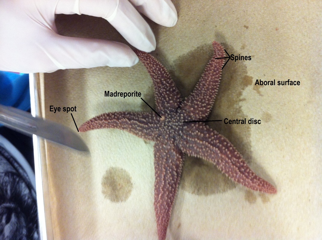 What is the function of pyloric caeca in starfish?