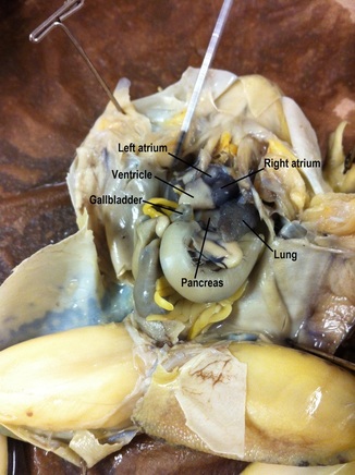 online frog dissection