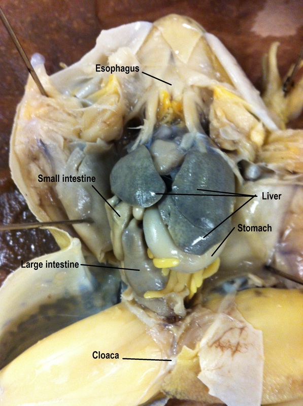 Frog Dissection - Biology 11 Honours - Animalia Labs