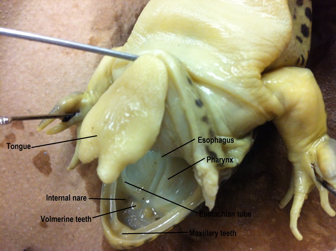 What is the Function of the Esophagus of a Frog  