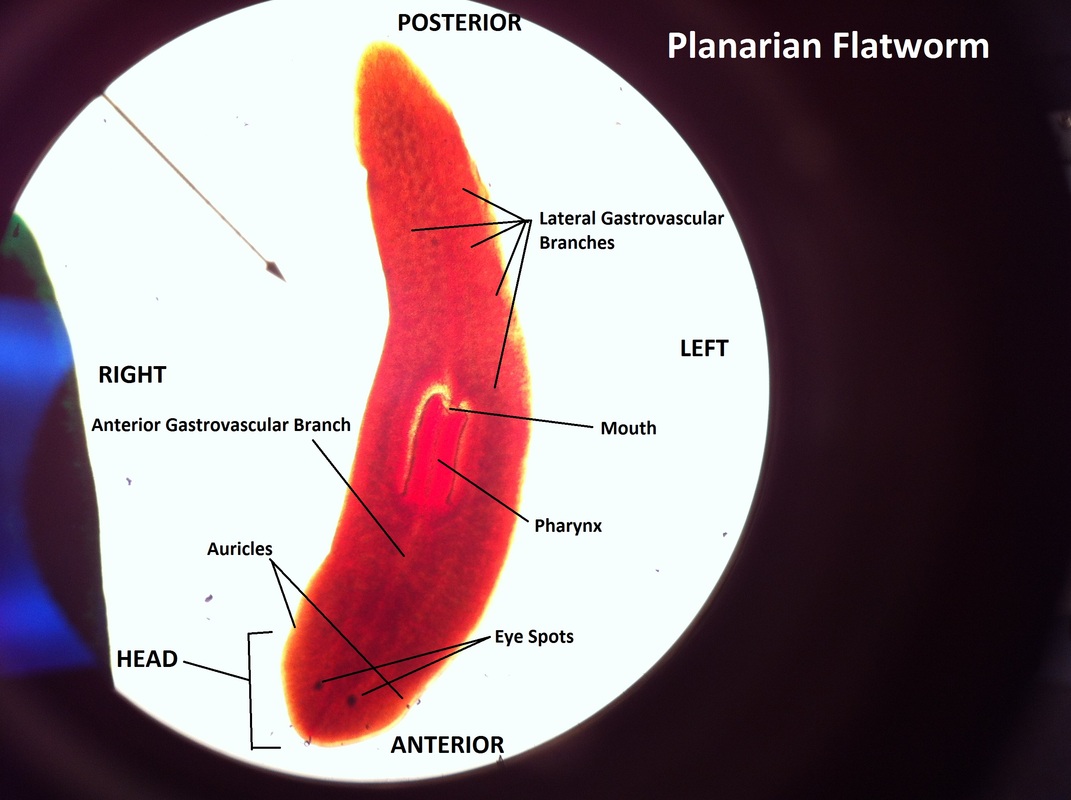 planaria under microscope labeled